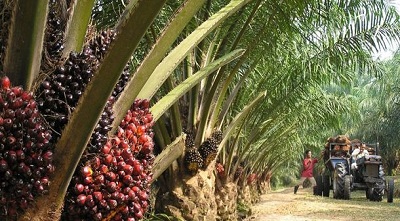 large_palm_oil