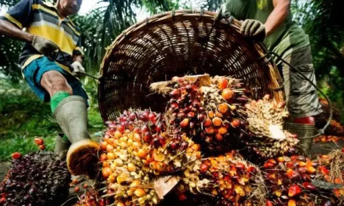Oil-palm-producer-
